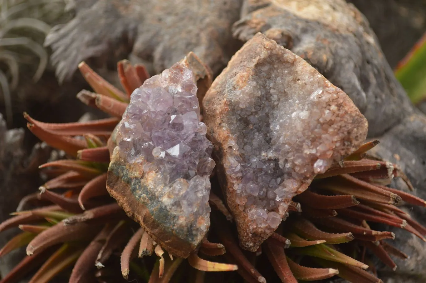 Natural Amethyst & Crystal Centered Geodes x 24 From Zululand, South Africa