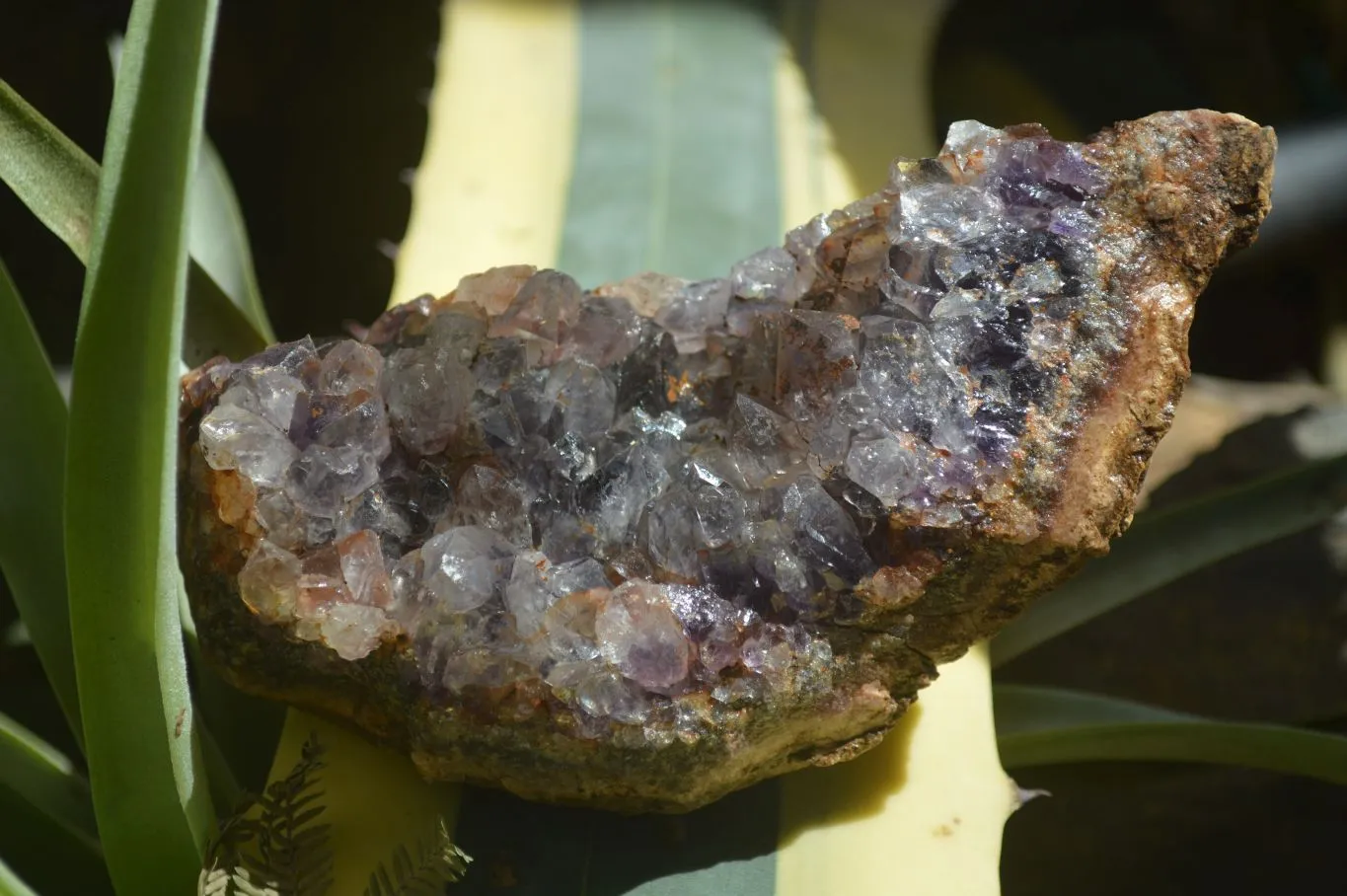 Natural Amethyst In Basalt Geode Specimens x 6 From Zululand, South Africa