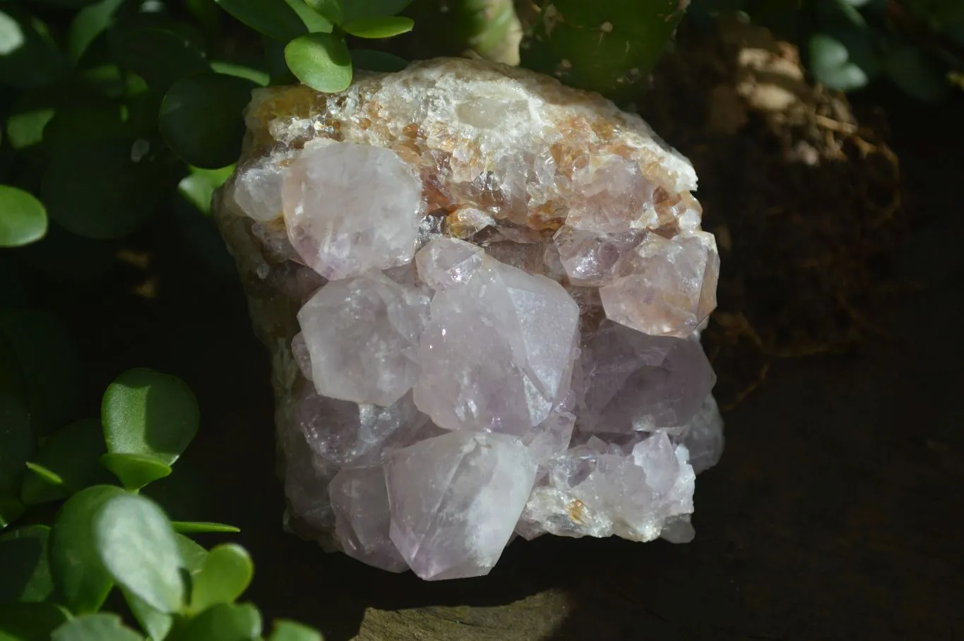 Natural Spirit Amethyst Quartz Clusters x 4 From Boekenhouthoek, South Africa