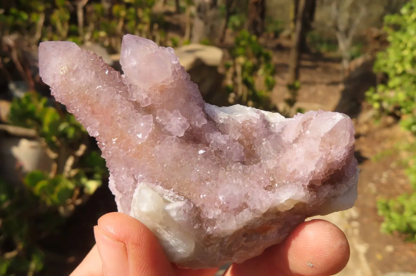 Natural Spirit Ametrine Quartz Specimens  x 6 From South Africa